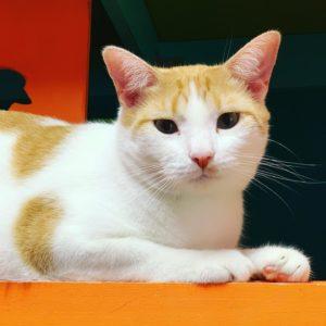 104804380_144993893877198_6884007438550373981_n