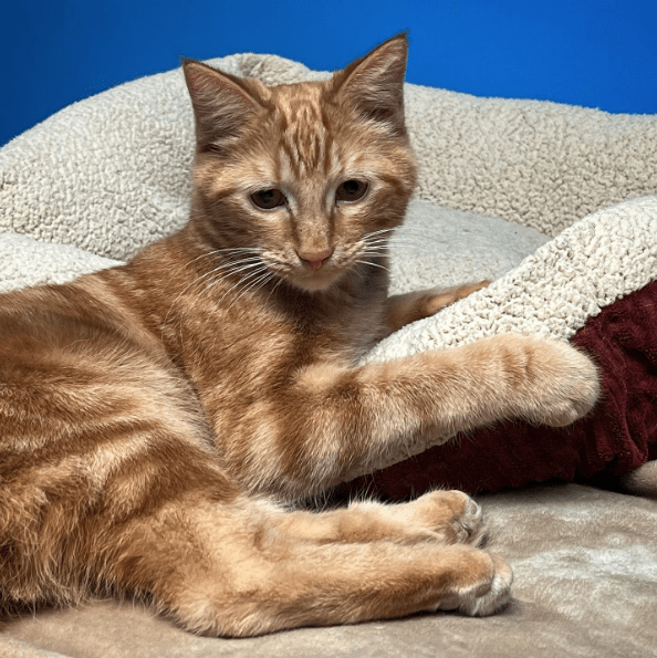 Screen Shot 2022-05-20 at 4.20.31 PM