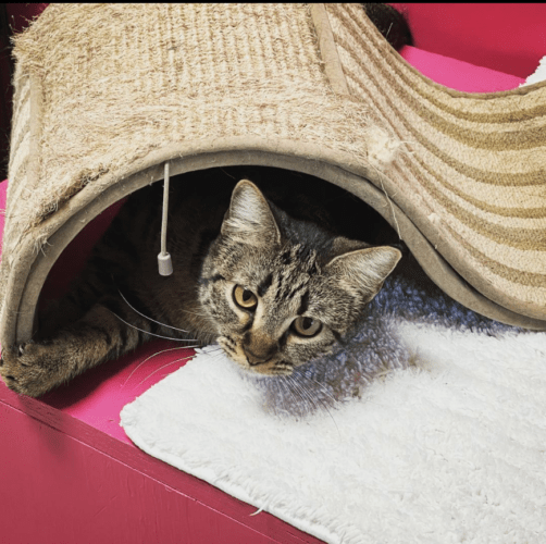 Screen Shot 2022-05-20 at 4.32.58 PM