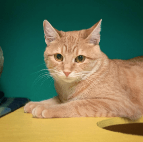 Screen Shot 2022-05-20 at 4.33.26 PM