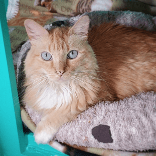 Screen Shot 2022-05-20 at 4.33.45 PM