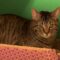 Toonces