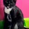 Tux